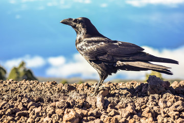 Fototapeta premium Profil of raven in a mountain