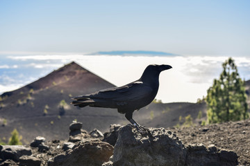 Raven in National Park Cumbre Veija on La Palma island, Canary islands