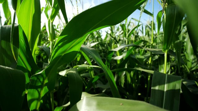 Green corn field. corn leaves. Agricultural landscape of corn field on small scale sustainable farm. Organic farming, food producing.