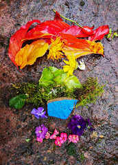 rainbow-colored nature materials of autumn leaves, fruits and moss on forest floor, Heidelberg,...