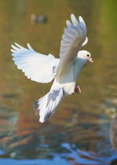Obraz premium bird in flight