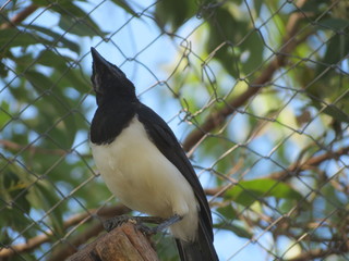 Pássaro em Zoológico - 2015