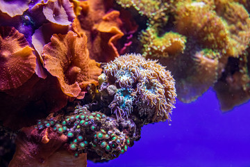 Fototapeta na wymiar Colorful coral reef with sea anemones