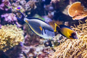 Fototapeta na wymiar Colorful coral reef with tropical Sohal surgeonfish