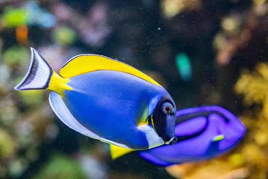 Colorful Coral Reef With Tropical Fish Powderblue Surgeonfish