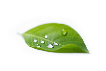 green leaf with water drops isolated on white background