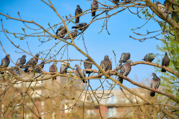 birds are sitting on the branches