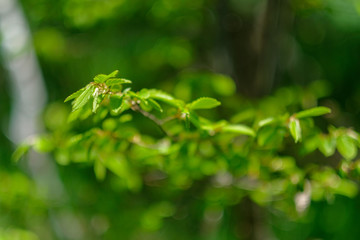 Isolated leaves in forest with blurred background.