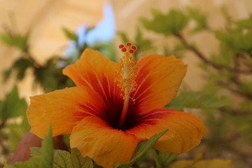 red flower in the garden