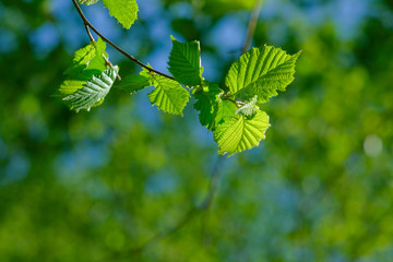 Isolated leaves in forest with blurred background.