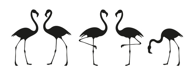 Flamingo bird silhouette. Tropical bird drawing. Vector