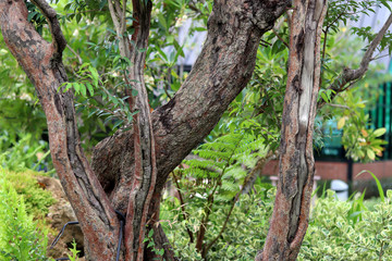 Beautiful tree trunk in the garden.
