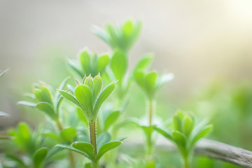 Galium aparine cleavers, robin-run-the-hedge, stickyjack, stickeljack, and grip grass use in traditional medicine for treatment of disorders of lymph systems close-up In spring