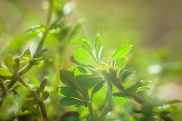 Galium aparine cleavers, clivers, goosegrass, catchweed, stickyweed, robin-run-the-hedge, sticky willy, sticky willow, stickyjack, stickeljack, and grip grass close-up In the spring