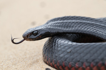 Red Belied Black Snake