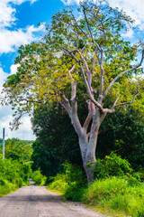 Fototapeta premium Lonely narrow old country road journey on beautiful sunny summer day. Lush natural green grass/ bush and trees landscape along the rural asphalt street. Freedom to escape and travel.