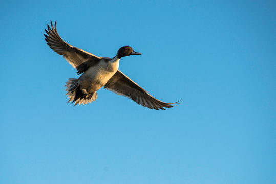 Fly Free