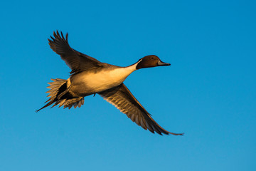 Golden duck