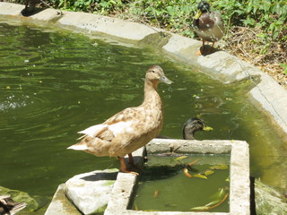 duck and ducklings