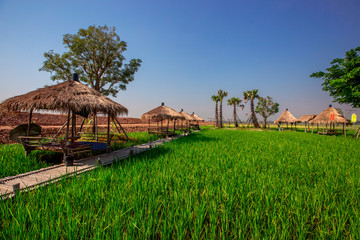 The blurred nature background of the green rice fields, and a seat to watch the scenery, a wooden bridge for taking pictures while traveling