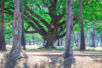 A blurry abstract background of soft sunlight in the evening on the rice fields, and cool breeze blowing through the leaves, the beauty of nature while traveling