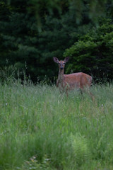 deer walking close by in tall grass