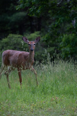 deer walking close by in tall grass