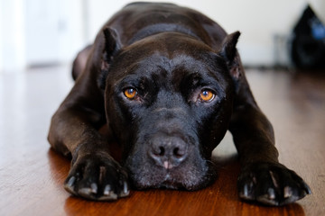 Pit Bull with cropped ears lying down looking sad