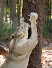female lion scratching tree bark