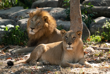 Obraz na płótnie Canvas female and male lion in captive environment