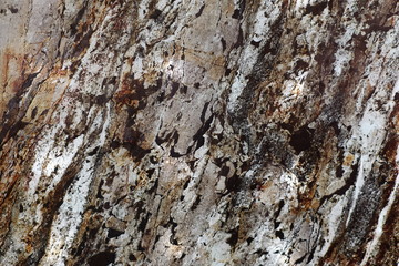 tree bark texture