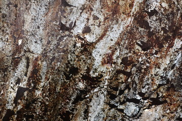 bark of a tree