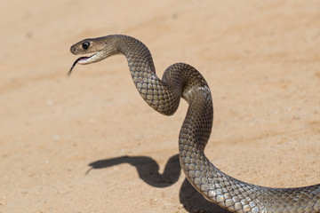 Eastern Brown Snake 