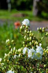 white flowers in the garden