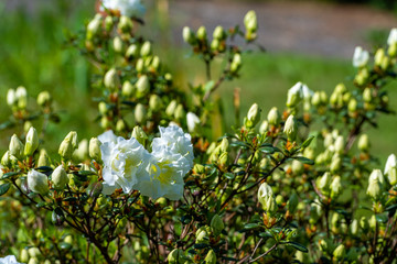 White flowers in the garden