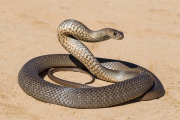 Eastern Brown Snake.Pseudonaja textilis.Australia