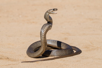 Eastern Brown Snake