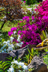 Flowers in the garden at spring