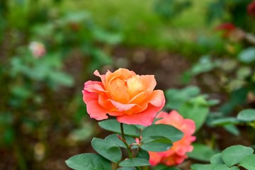 グラデーションが美しい満開のオレンジ色のバラ