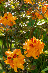 orange flowers in the garden