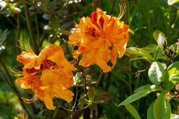 Orange flowers in garden