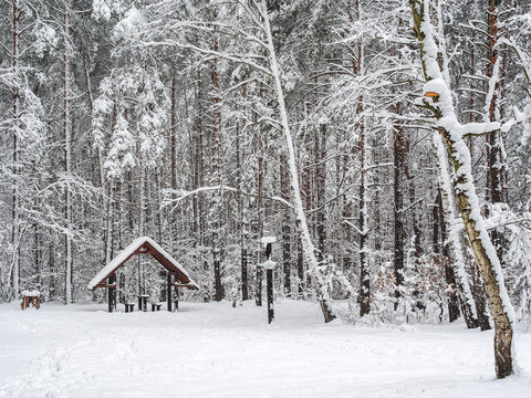 Small shelter in snowy forest after snowfall, Kampinoski National Park, Poland