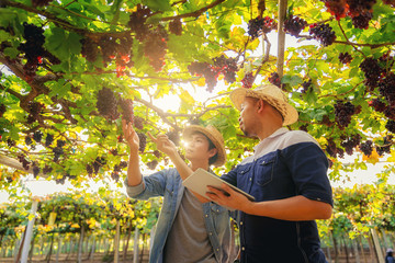 Young farmers is consulting and specification red grape in the vineyard. Checking quality control...