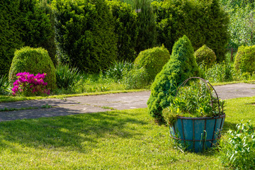 flowers in the garden