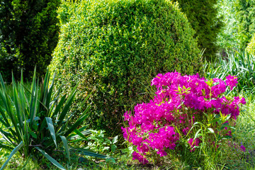Flowers and bushes in the garden