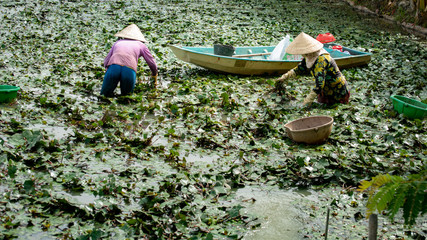 Famer havesting water caltrop in Hau Giang