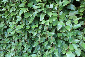 background of green leaves