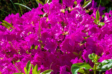 Purple flowers in the garden
