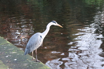 great blue heron in water