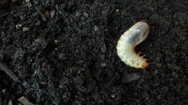 Big white insect Beetle grub worm on top of soil digging down into the ground. Up close and very detailed macro footage.